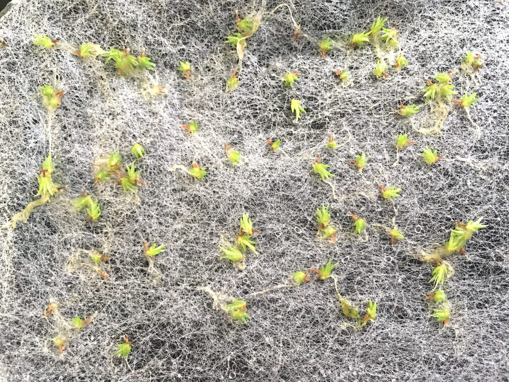 Tillandsia frökapsel bromelia epifyt växt