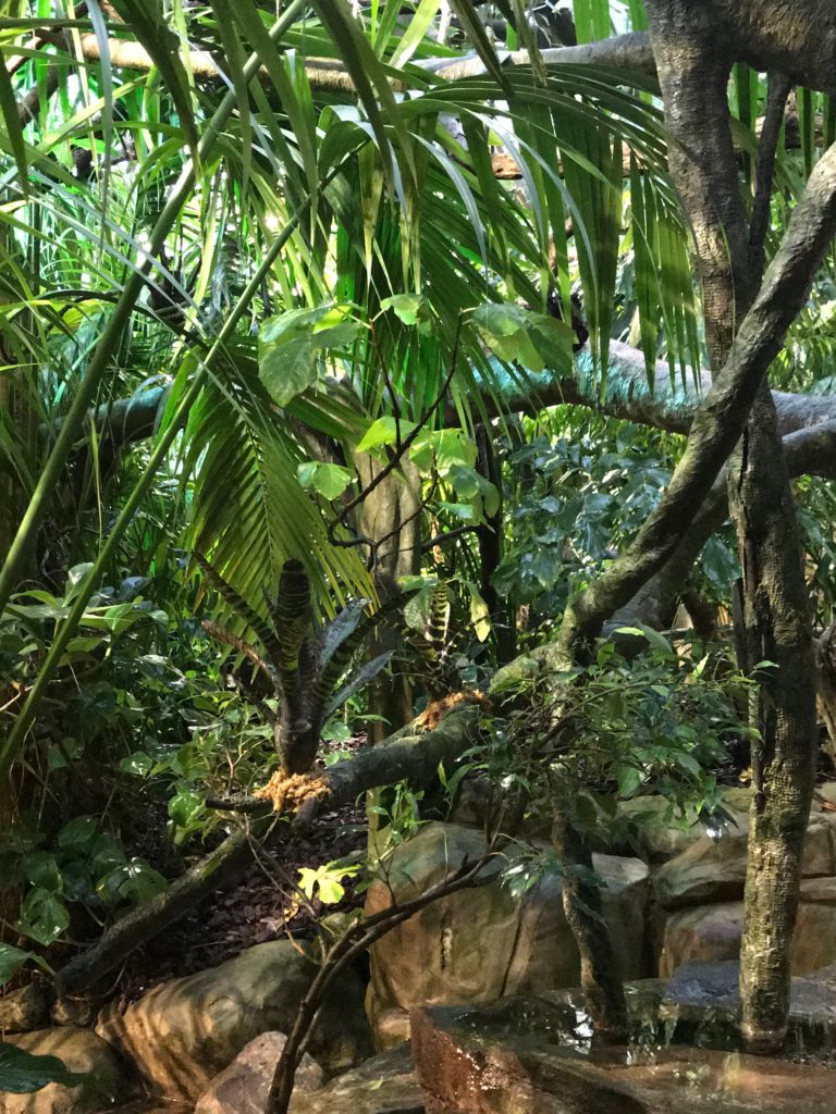 Skansen-Akvariet, bromelia, vriesea, neoregelia, rainforest, regnskog,